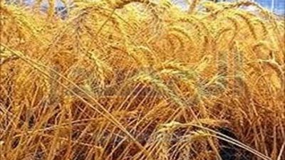 التموين : شراء 300 ألف طن قمح فرنسي وروسي 