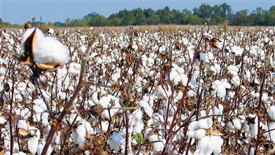 فتح المحالج لتجميع الأقطان من المتأخرين عن التوريد حتى منتصف فبراير