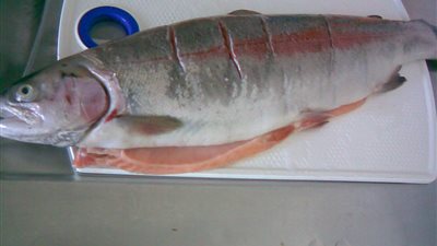 اكتشاف فيروس قاتل في سمك السلمون