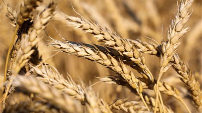 «السلع التموينية» تلغي ممارسة شراء قمح مستورد لارتفاع الأسعار