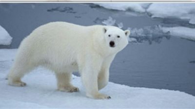 وفاة أكبر دبة قطبية في أمريكا عن عمر 36 عاما