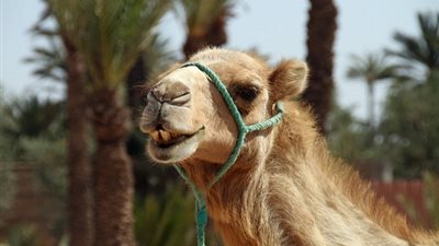 مزارعون من أستراليا يبتكرون 