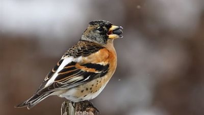 اكتشاف الجين المسؤول عن شكل منقار عصفور الشرشور