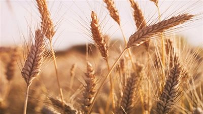 وزير التموين: احتياطي القمح يتجاوز 5 أشهر