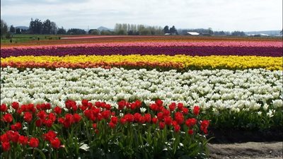 بالفيديو..المزاعون والعمال في 