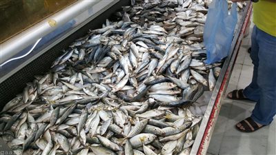 السيسي يعلن وقف تصدير الأسماك