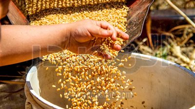 التموين: رفض توريد 389 طن قمح محلي بسبب الشوائب