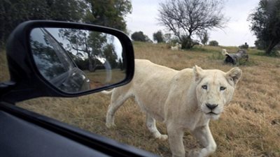 بالفيديو..وفاة سائحة أميركية إثر إعتداء أسد عليها في 