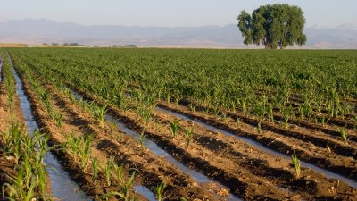 طرح 10 آلاف فدان ببئر العبد للبيع في المزاد العلني غداً