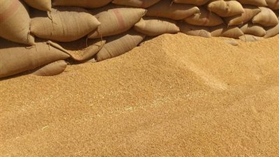 التموين: استلام مليون و790 ألف طن قمح محلي حتى أمس