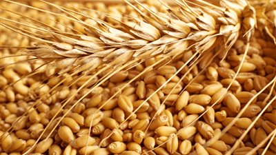 مصر تعلن طرح مناقصة عالمية جديدة لاستيراد القمح