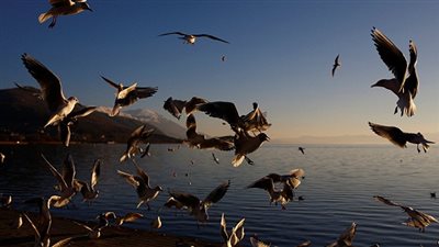 نفوق نحو 400 طائر مهاجر اصطدموا بناطحة سحاب في تكساس