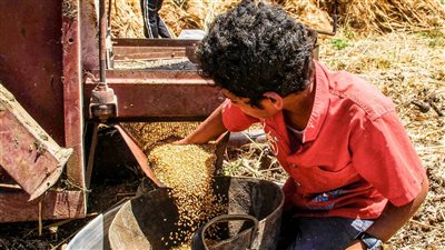 التموين: استلام 803 آلاف طن قمح محلي ورفض 2003 أطنان