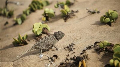 السحالي توقف مشروع سكك حديد في ألمانيا