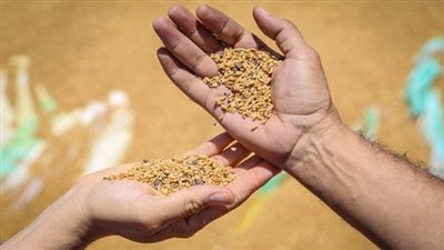 التموين: استلام مليون و485 ألف طن قمح محلي من المزارعين