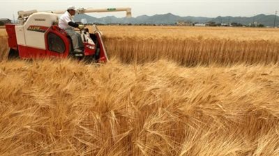 تجار: مصر تتلقى عروضاً في مناقصة لشراء القمح أقلها 174,95 دولار للطن