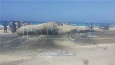 صور: دفن الحوت النافق بمرسى مطروح.. و