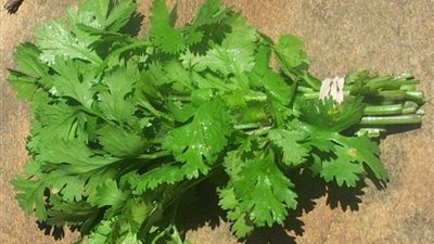 خبير أعشاب: الكزبرة الخضراء تعالج سوء الهضم والانتفاخ