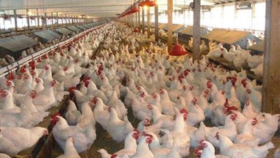 «الرقابة المالية» تقر إضافة نشاط الاستثمار العقاري لـ «المصرية للدواجن»