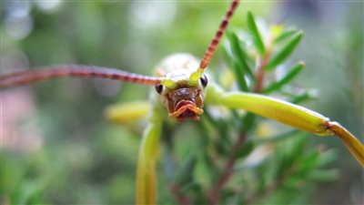 اكتشاف أطول حشرة في العالم يبلغ طولها 62 سنتيمتر