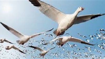 حياة الطيور المهاجرة تتأثر بارتفاع وانخفاض درجات الحرارة