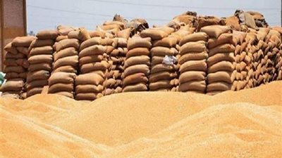 توريد 3 ملايين و800 ألف طن قمح محلي حتى صباح اليوم