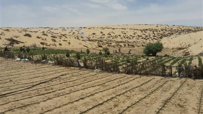 القوات المسلحة: تدمير 8 مزارع بانجو وسيارة مفخخة بشمال سيناء