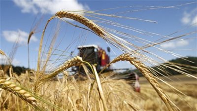 وصول 63 ألف طن قمح من أوكرانيا إلى ميناء الإسكندرية