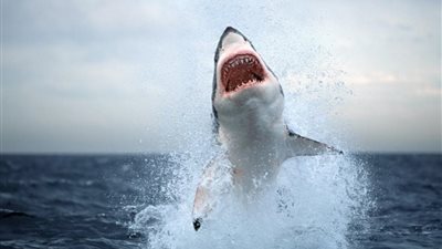 خبراء: زيادة في عدد هجمات أسماك القرش حول العالم هذا العام