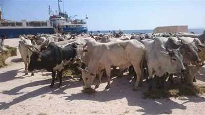 ميناء سفاجا يستقبل 1600 رأس عجول حية لصالح 