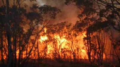 حرائق الغابات تلتهم 20 ألف هكتار من الأراضي في سيبيريا