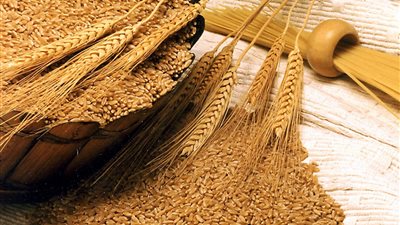 «السلع التموينية» تتعاقد على شراء 420 ألف طن قمح روسي