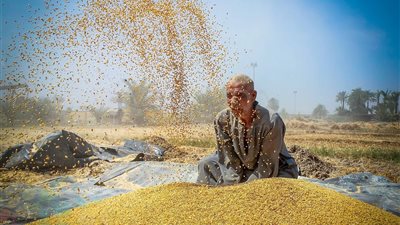 الغربية تحقق المستهدف من توريد القمح بـ152 ألف طن