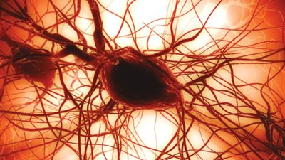 العلاج بالخلايا الجذعية يسمح بإصلاح عمل الأنسجة أو العضو التالف