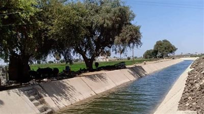 «الرى»: تأهيل 1503 كيلومتر ترع وتحويل 264 ألف فدان للري الحديث