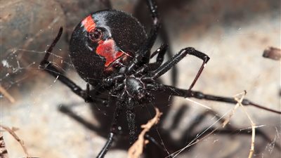 فيديو.. جسر 20 مترا من خيوط العنكبوت