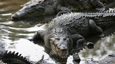 تمساح يهاجم طفلا ويسحبه إلى المياه في فلوريدا  