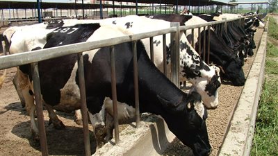 ميناء سفاجا يستقبل 1585 رأسا من العجول الحية