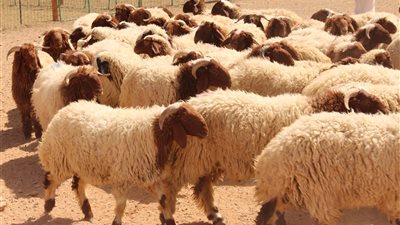 الزراعة: 187 منفذا في 18 محافظة لطرح الأضاحي بأسعار مخفضة 