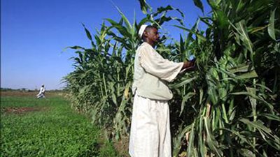 السودان تتحول إلى مركز إقليمي لواردات السكر