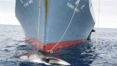 اليابان تقرر استئناف صيد الحيتان في المحيط المتجمد الجنوبي