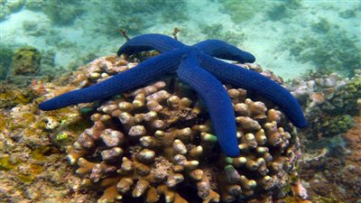 السعودية تستضيف الاجتماع الرابع لشراكة الجهات المعنية بالمحميات البحرية الاثنين المقبل