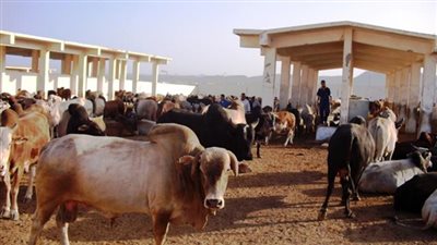 1597 رأسا من العجول تصل ميناء سفاجا البحري قادمة من السودان