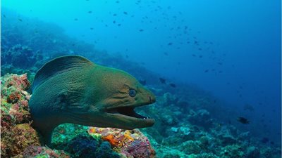 علماء وباحثون: سلطنة عُمان بها كائنات بحرية تعود لملايين السنين