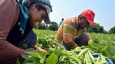 تركيا: الحظر الروسي يزيد معاناة المزارعين في تركيا