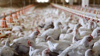 «الزراعة» تكتشف نوعا جديدا من مرض أنفلونزا الطيور 