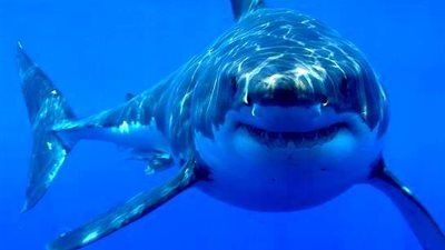 ضبط تشكيل عصابي خطط لضرب السياحة بأسماك القرش