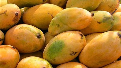 حل أزمة تصدير المانجو المصرية إلى لبنان