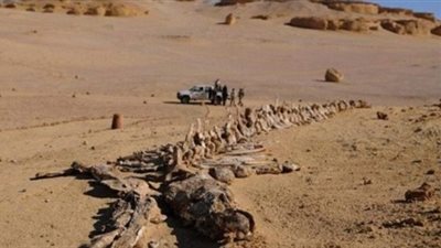 افتتاح متحف 