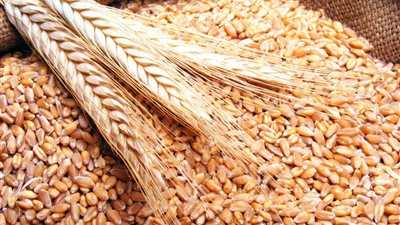 مؤسسة القمح الأمريكي تغلق مكتبها في القاهرة .. أول ديسمبر